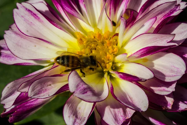 Flor colorida de dalia púrpura — Foto de Stock