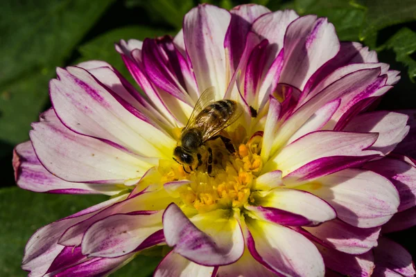 Flor colorida de dalia púrpura — Foto de Stock