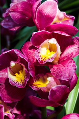 Güzel pembe orkide çiçekleri