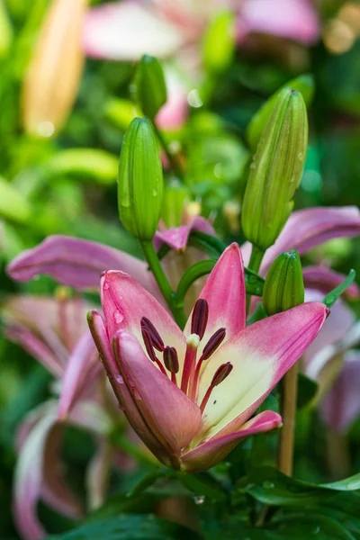 Pink lily — Stock Photo, Image