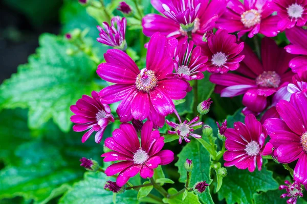 Cineraria flowers — Stock Photo, Image