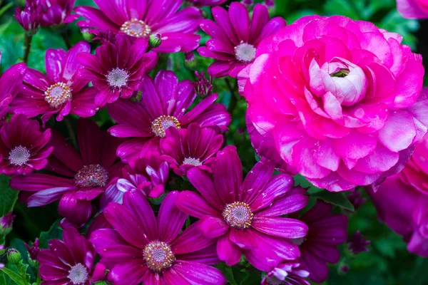 Flores de cineraria — Foto de Stock