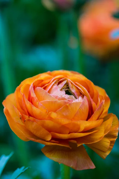 Flor de manteca persa naranja (Ranunculus asiaticus ) —  Fotos de Stock