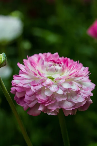 Квітки рожеві Перська жовтець (ranunculus asiaticus) — стокове фото