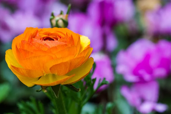 Oranje Perzisch Buttercup bloem (Ranunculus asiaticus) — Stockfoto