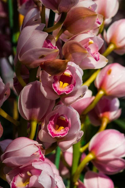 Belles fleurs roses d'orchidée — Photo