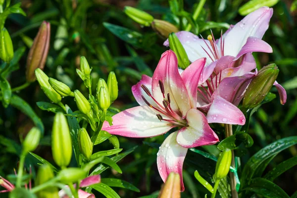 Pink lily — Stock Photo, Image