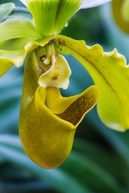 Bayan terlik orkide paphiopedilum