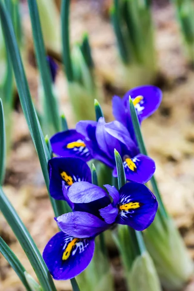 紫色のアイリスの花 — ストック写真