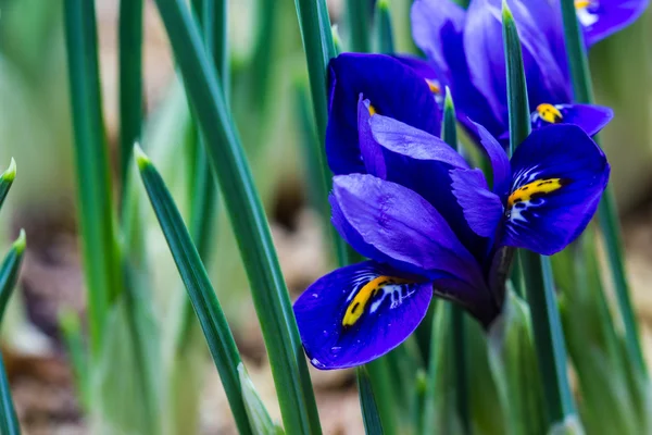 Flor de iris púrpura — Foto de Stock