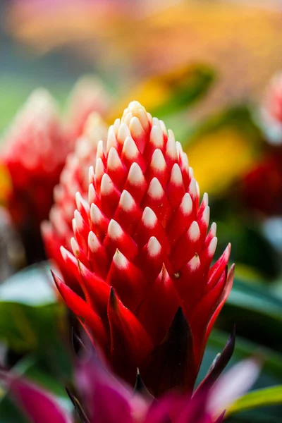 Hermosa flor de bromelias —  Fotos de Stock