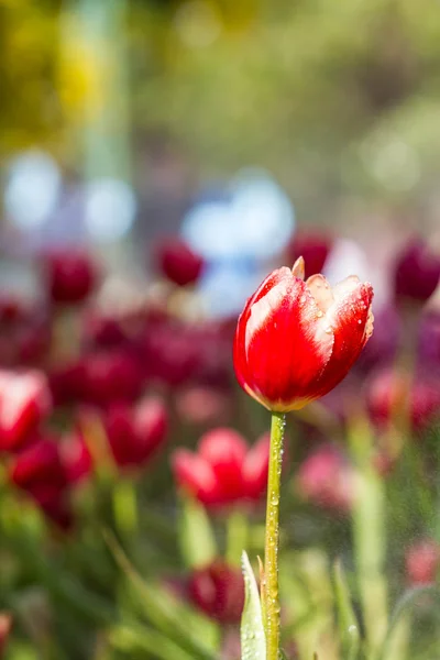 Tulipanes rojos — Foto de Stock