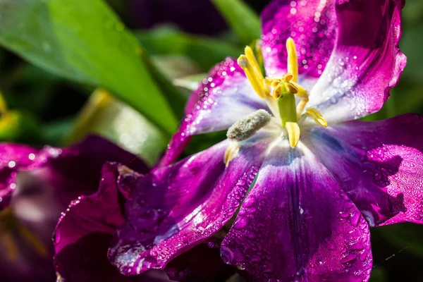 Pollen purple tulips — Stock Photo, Image