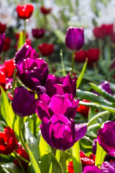 Tulipanes morados — Foto de Stock