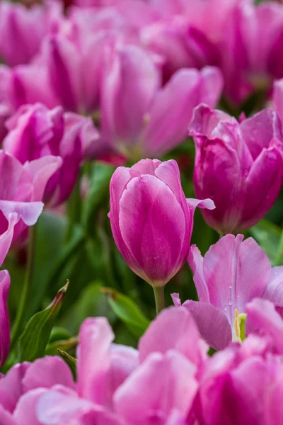 Rosa tulpaner — Stockfoto