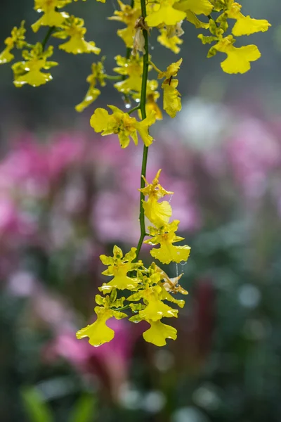Piękne żółte kwiaty orchidei — Zdjęcie stockowe