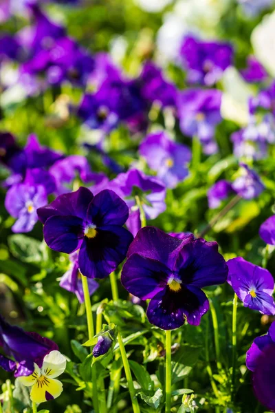 色 pancy の花 — ストック写真