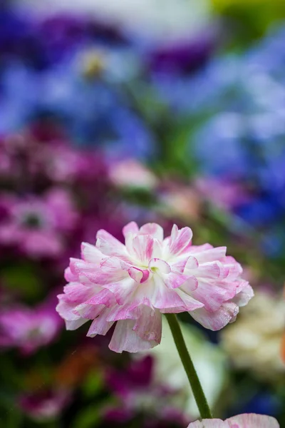 Квітки рожеві Перська жовтець (ranunculus asiaticus) — стокове фото