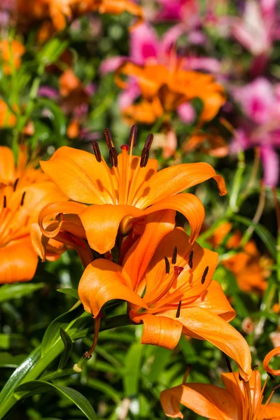 Orange lily — Stock Photo, Image