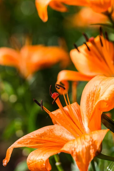 Pomarańczowy lilia — Zdjęcie stockowe