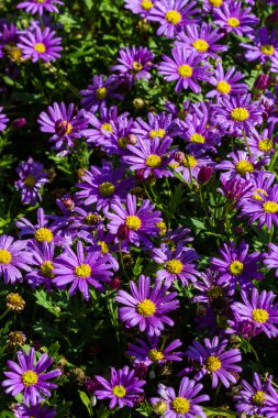 Papatya çiçek Festivali, chiangrai Tayland.