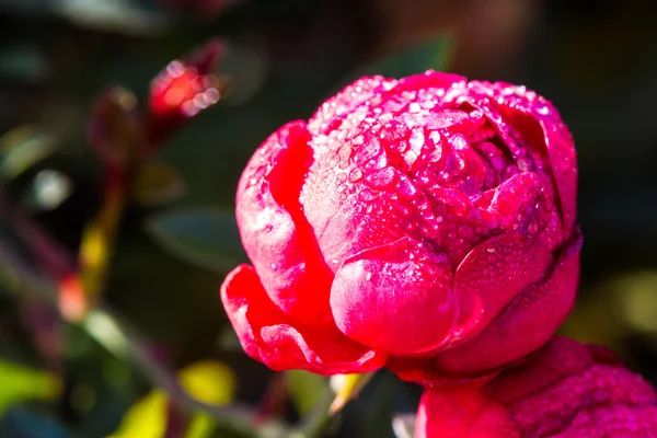 Rosa roja con rocío — Foto de Stock