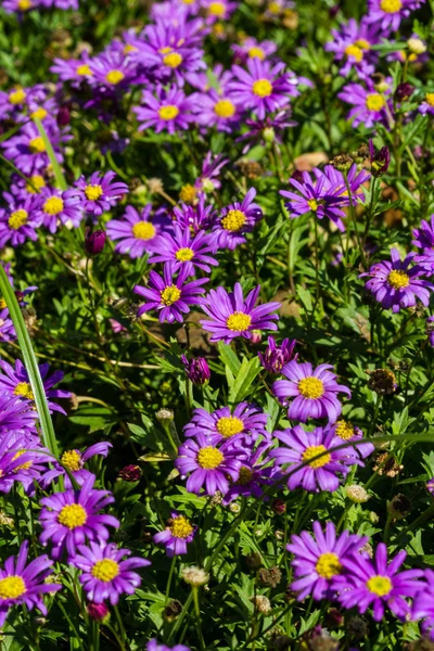 Gänseblümchen beim Blumenfest in Chiangrai Thailand. — Stockfoto