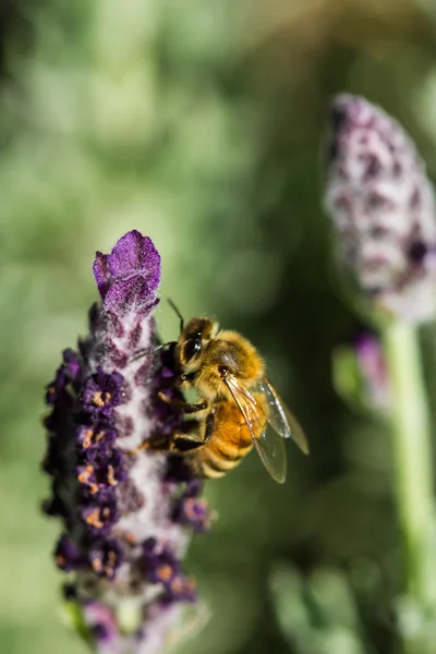 Lilla bi på blomma — Stockfoto