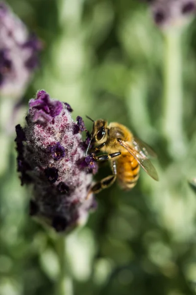 Lilla bi på blomma — Stockfoto