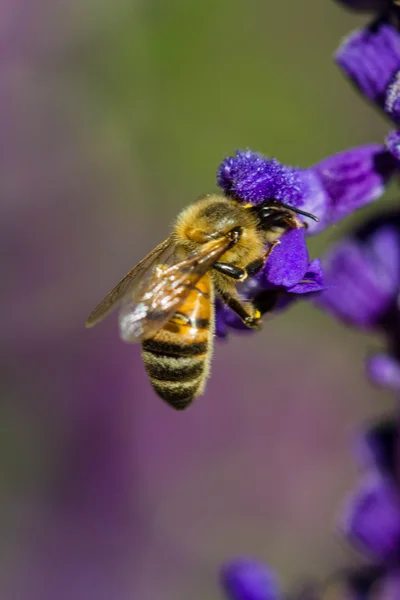 Lilla bi på blomma — Stockfoto