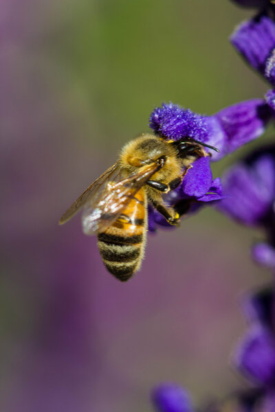 little bee on flower