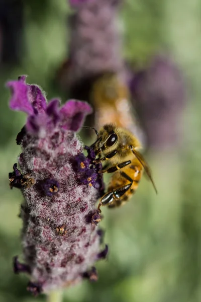 Lilla bi på blomma — Stockfoto