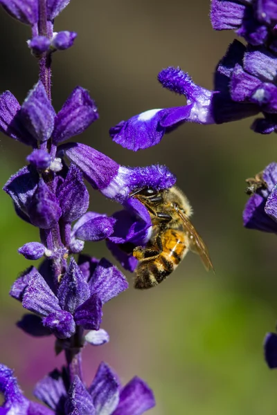 Lilla bi på blomma — Stockfoto