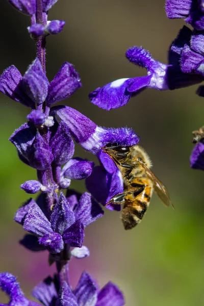 Lilla bi på blomma — Stockfoto