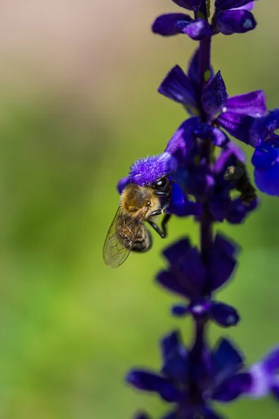 Lilla bi på blomma — Stockfoto