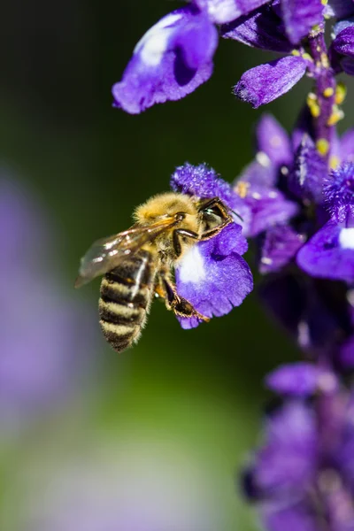 Lilla bi på blomma — Stockfoto