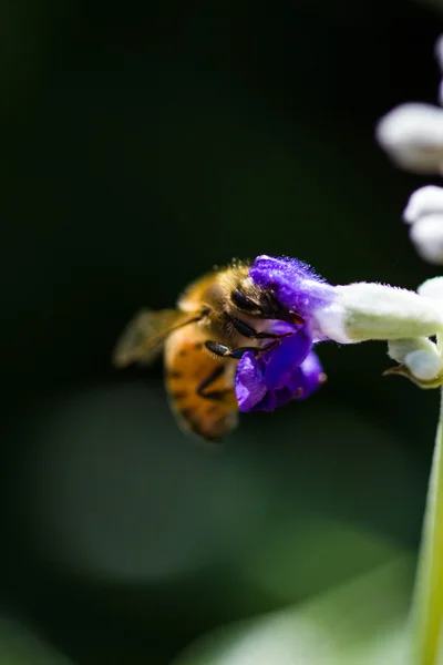 Kis méh a virágon — Stock Fotó
