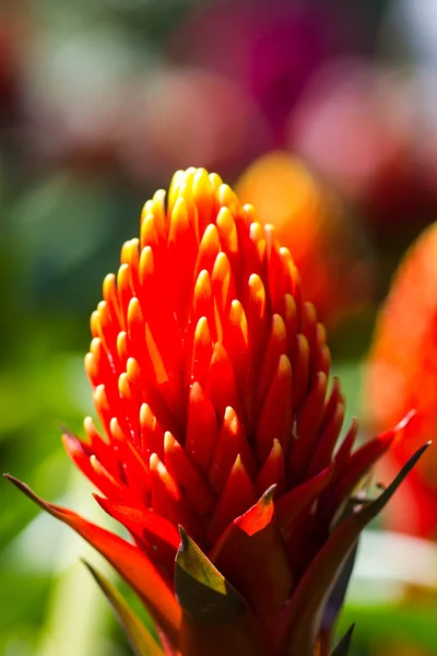 Hermosa flor de bromelias —  Fotos de Stock