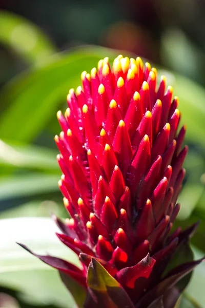 Hermosa flor de bromelias —  Fotos de Stock