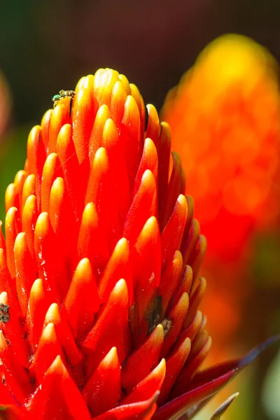 Gyönyörű broméliák virág — Stock Fotó