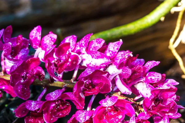Orquídea hermosa — Foto de Stock