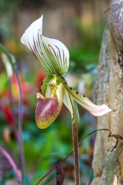 Dama zapatilla orquídea paphiopedilum — Foto de Stock