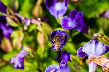 Çiçekteki küçük arı