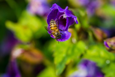 Çiçekteki küçük arı