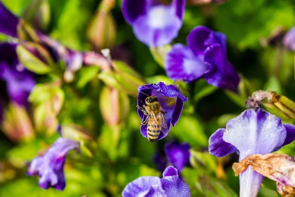 Kleine Biene auf Blume — Stockfoto