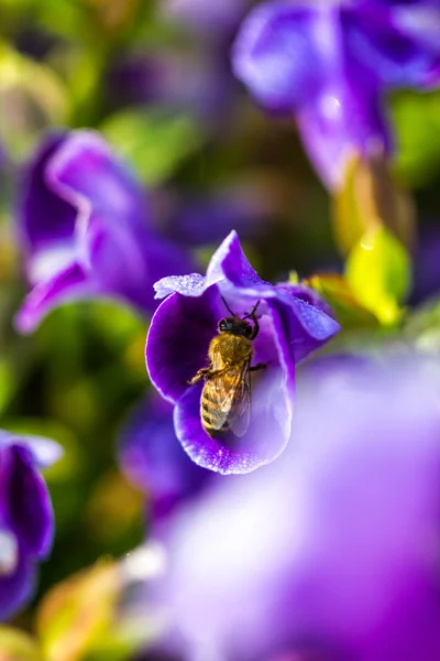 花の上の小さな蜂 — ストック写真