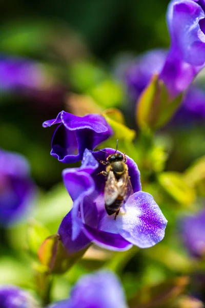 Malá včela na květu — Stock fotografie