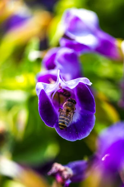 Lille bi på blomst - Stock-foto