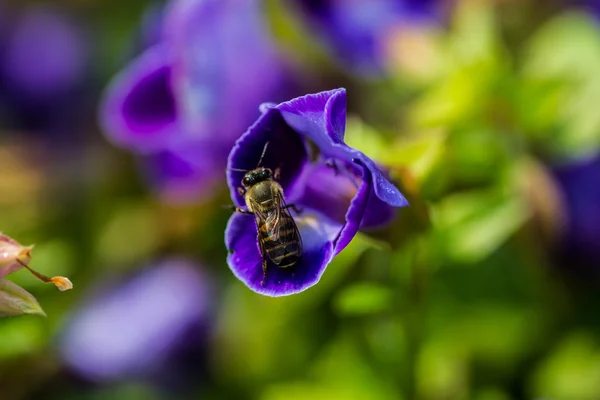 Lille bi på blomst - Stock-foto