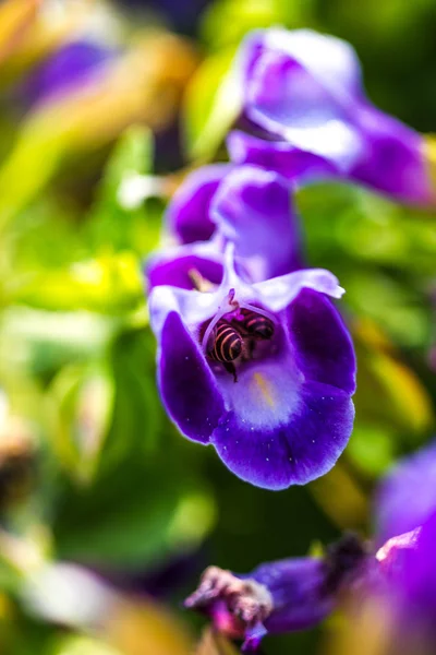 Little bee on flower — Stock Photo, Image